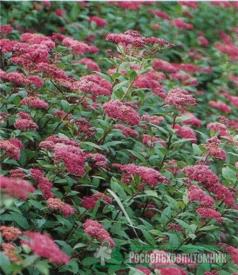 : : : : : http://www.rosselhozpitomnik.ru/images/books/2808/cms/data/listvennye/spiraea_japonica_froebelii.jpg