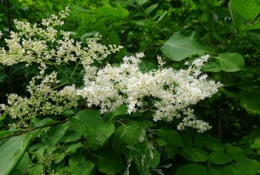 : : : : : http://upload.wikimedia.org/wikipedia/commons/2/23/Syringa_amurensis_1.jpg