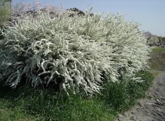 : : : : : http://upload.wikimedia.org/wikipedia/commons/thumb/2/29/Spiraea_thunbergii1.jpg/800px-Spiraea_thunbergii1.jpg