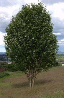 : : : : : http://upload.wikimedia.org/wikipedia/commons/thumb/a/ab/Rowan_tree.jpg/640px-Rowan_tree.jpg