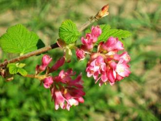 : : : : : http://upload.wikimedia.org/wikipedia/commons/thumb/9/96/Ribes_sanguineum.jpg/800px-Ribes_sanguineum.jpg