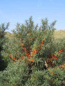 : : : : : http://upload.wikimedia.org/wikipedia/commons/thumb/3/3a/Hippophae_rhamnoides-01_%28xndr%29.JPG/640px-Hippophae_rhamnoides-01_%28xndr%29.JPG