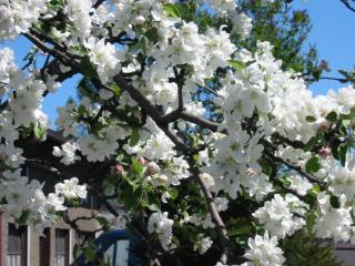 : : : : : http://upload.wikimedia.org/wikipedia/commons/f/f9/Appletree_bloom_l.jpg