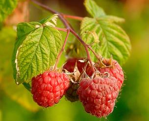 : : : : : http://upload.wikimedia.org/wikipedia/commons/a/a2/Raspberries_%28Rubus_Idaeus%29.jpg