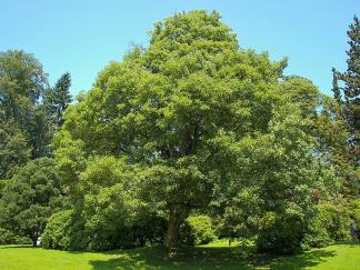 : : : : : http://upload.wikimedia.org/wikipedia/commons/thumb/c/cd/Acer_pseudoplatanus_005.jpg/800px-Acer_pseudoplatanus_005.jpg